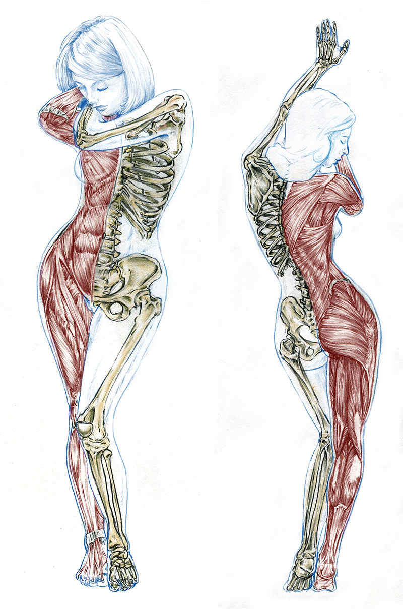 anatomyFemaleStudy – Brewhouse Art Studio